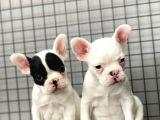 French Bulldog Kizlarimiz