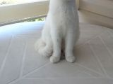 4 Aylık Beyaz Erkek British Shorthair
