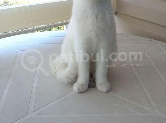 4 Aylık Beyaz Erkek British Shorthair görsel