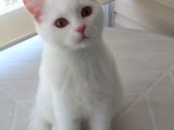4 Aylık Beyaz Erkek British Shorthair