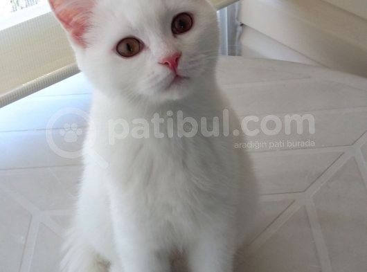 4 Aylık Beyaz Erkek British Shorthair