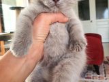 Safkan British Shorthair Disi Ve Erkek Yavrularımız