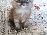 Safkan British Shorthair Disi Ve Erkek Yavrularımız