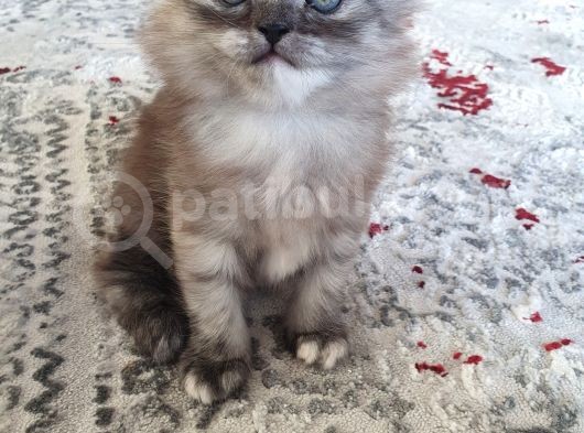Safkan British Shorthair Disi Ve Erkek Yavrularımız görsel