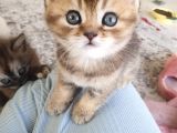 Safkan British Shorthair Disi Ve Erkek Yavrularımız