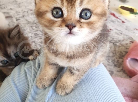 Safkan British Shorthair Disi Ve Erkek Yavrularımız görsel