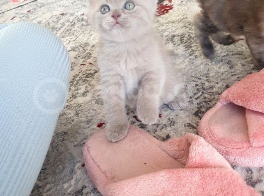 Safkan British Shorthair Disi Ve Erkek Yavrularımız görsel
