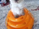 Safkan British Shorthair Disi Ve Erkek Yavrularımız