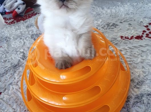 Safkan British Shorthair Disi Ve Erkek Yavrularımız görsel