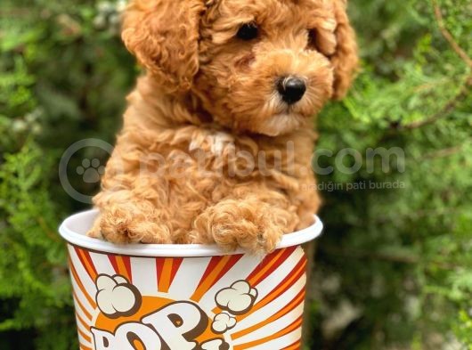 Irkının En İyisi Safkan Toy Poodle Yavrularımız görsel