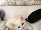Di̇şi̇ British Shorthair Yavru