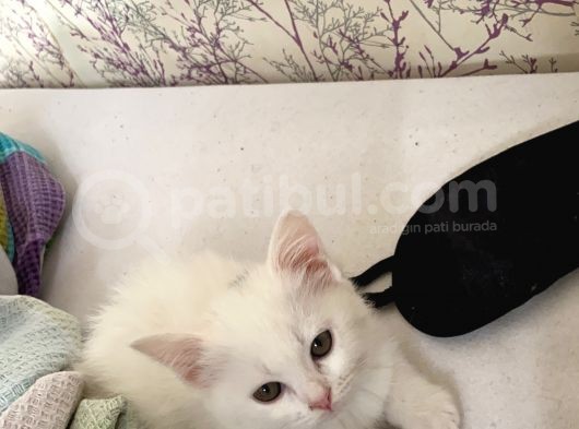 Di̇şi̇ British Shorthair Yavru
