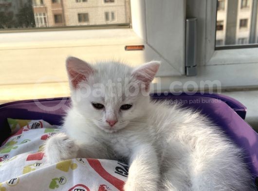 Di̇şi̇ British Shorthair Yavru görsel
