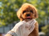 Red Brown Toy Poodle Yavrular