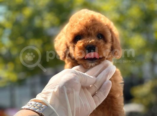 Red Brown Toy Poodle Yavrular görsel
