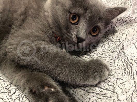 Hemen Tesli̇m 3 Aylik Aşilari Tam Bri̇ti̇sh Short Hai̇r Kizimiz görsel