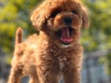 Red Brown Toy Poodle Yavrular