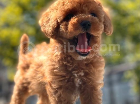 Red Brown Toy Poodle Yavrular görsel