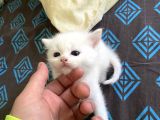Di̇şi̇ British Shorthair Yavru