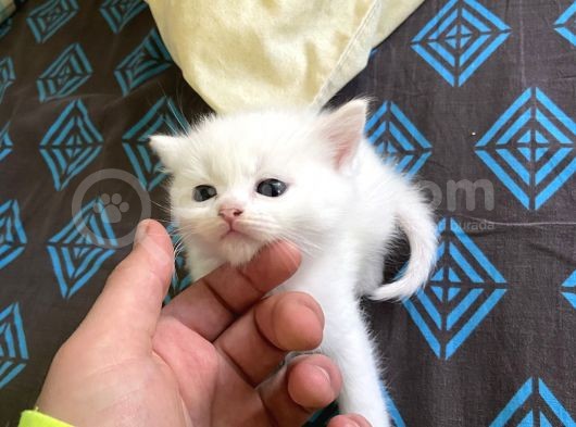 Di̇şi̇ British Shorthair Yavru görsel