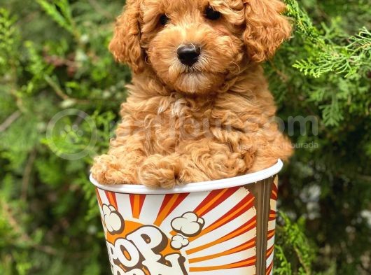 Irkının En İyisi Safkan Toy Poodle Yavrularımız