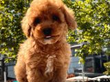 Red Brown Toy Poodle Yavrular