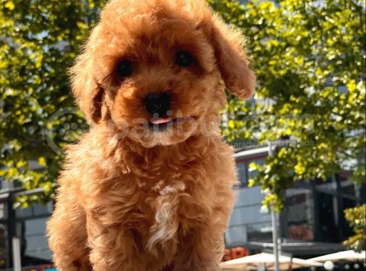 Red Brown Toy Poodle Yavrular görsel