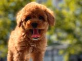Red Brown Toy Poodle Yavrular