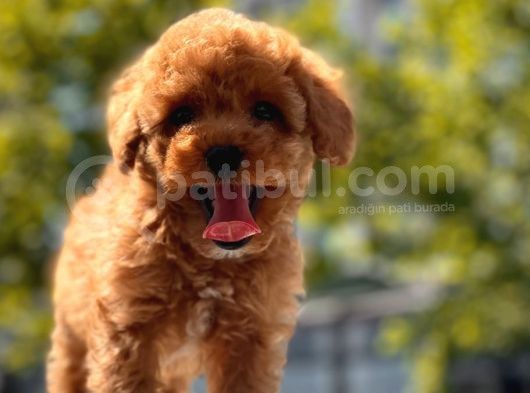 Red Brown Toy Poodle Yavrular
