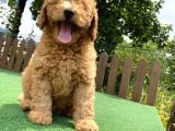 Gülen Surat Toy Poodle Oğlumuz