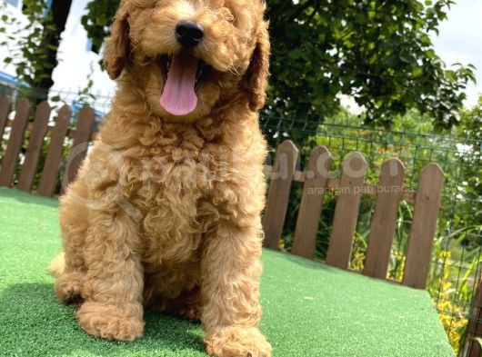 Gülen Surat Toy Poodle Oğlumuz görsel