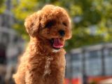 Red Brown Toy Poodle Yavrular
