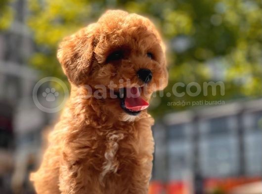 Red Brown Toy Poodle Yavrular görsel