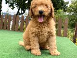 Gülen Surat Toy Poodle Oğlumuz