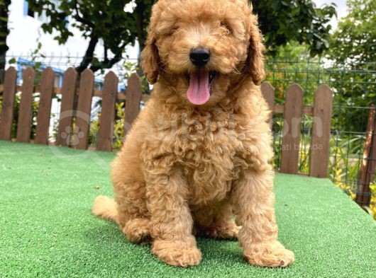 Gülen Surat Toy Poodle Oğlumuz görsel