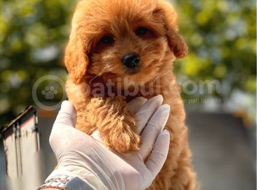 Red Toy Poodle Yavrular görsel