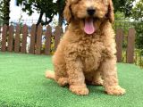 Gülen Surat Toy Poodle Oğlumuz