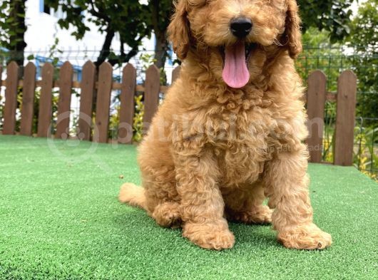 Gülen Surat Toy Poodle Oğlumuz