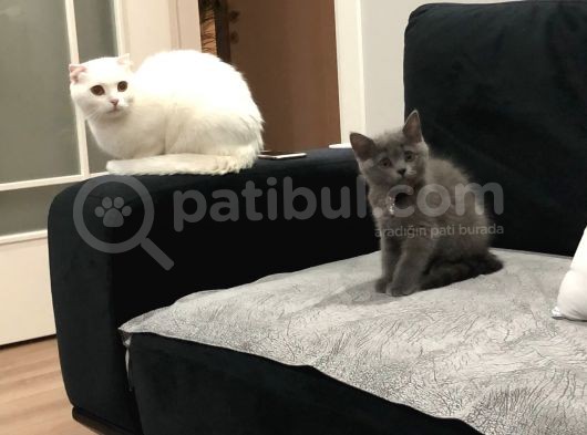 Hemen Tesli̇m 3 Aylik Aşilari Tam Bri̇ti̇sh Short Hai̇r Kizimiz görsel