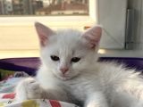 Di̇şi̇ British Shorthair Yavru