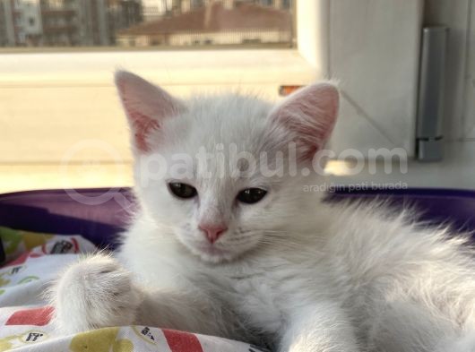 Di̇şi̇ British Shorthair Yavru görsel