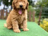 Gülen Surat Toy Poodle Oğlumuz