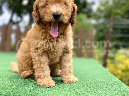 Gülen Surat Toy Poodle Oğlumuz görsel
