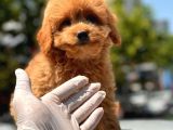 Red Toy Poodle Yavrular
