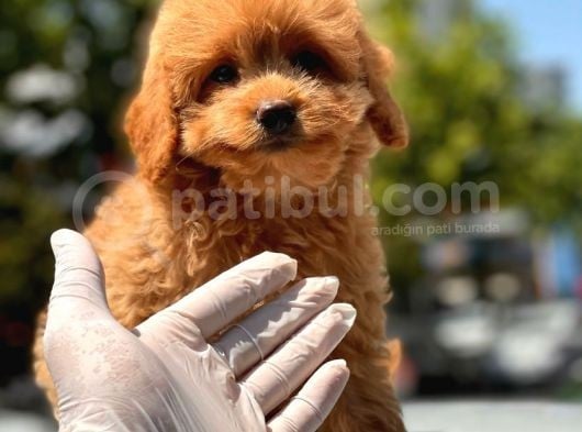 Red Toy Poodle Yavrular görsel