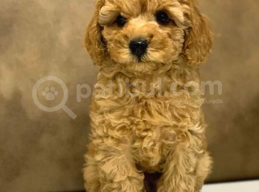 Toy Poodle Yavrular  ( Red,Red Brown,Apricot,Silver,Siyah) görsel