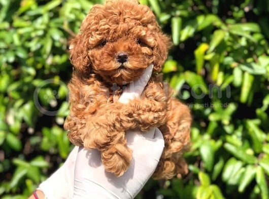 Toy Poodle Yavrular  ( Red,Red Brown,Apricot,Silver,Siyah) görsel