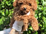 Toy Poodle Yavrular  ( Red,Red Brown,Apricot,Silver,Siyah)