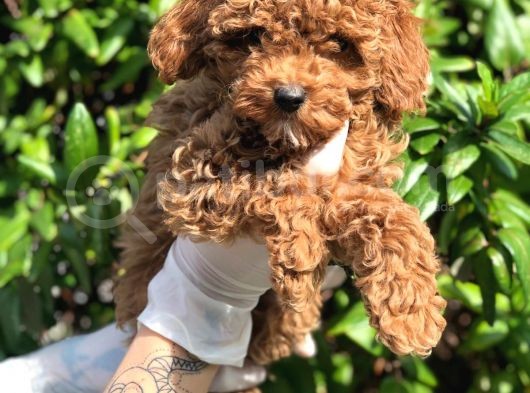 Toy Poodle Yavrular  ( Red,Red Brown,Apricot,Silver,Siyah) görsel