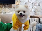 Beyaz Pomeranian Boo